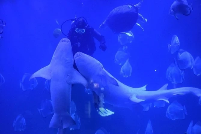 10 Days of Luxurious Travel with Nile Cruise }}